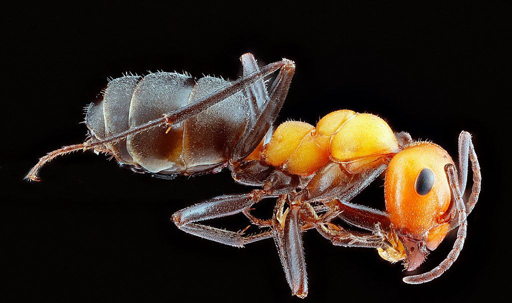 Ant Control service in Herriman, UT