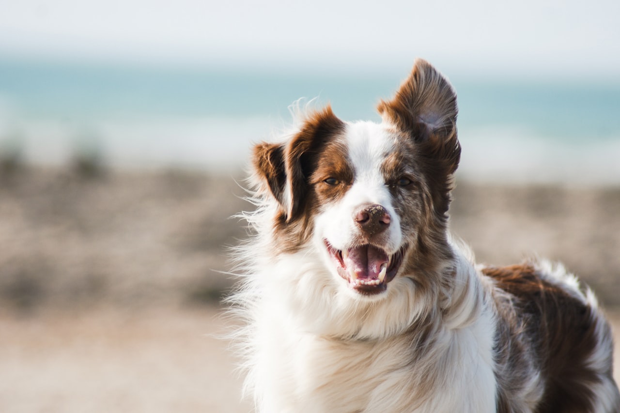 Flea & Tick Control service in Herriman, UT