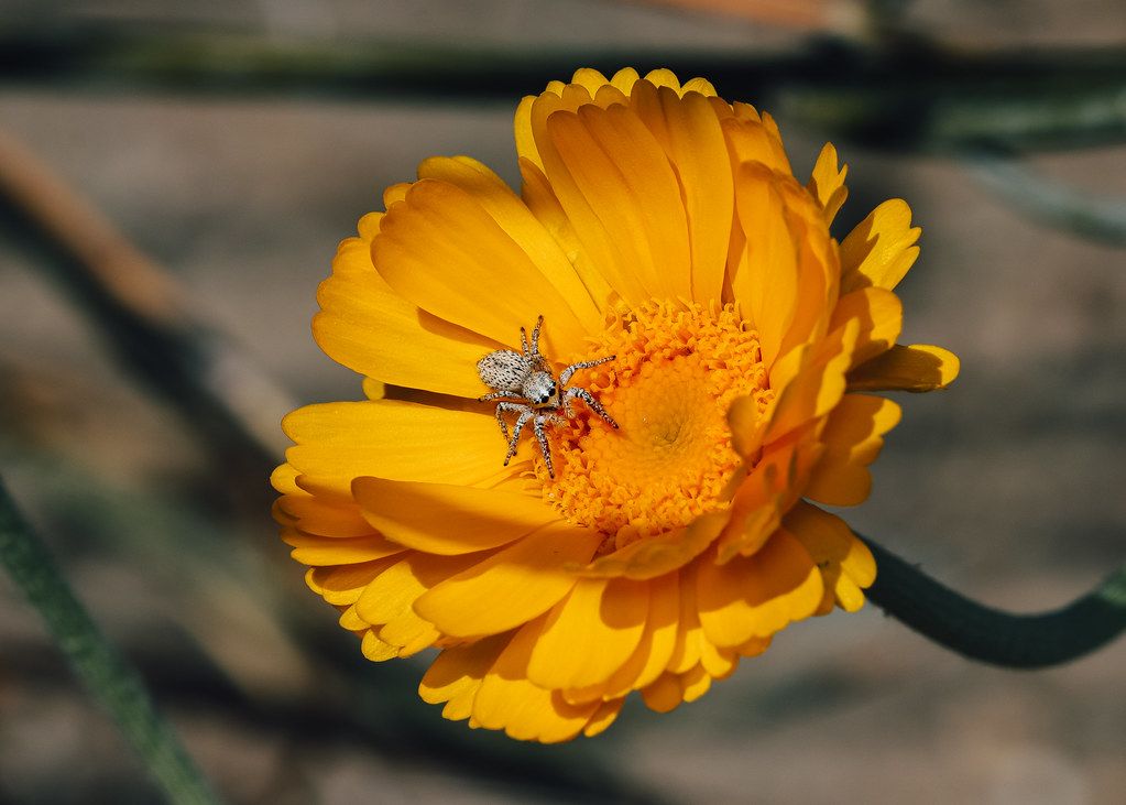 Spider Control service in Herriman, UT